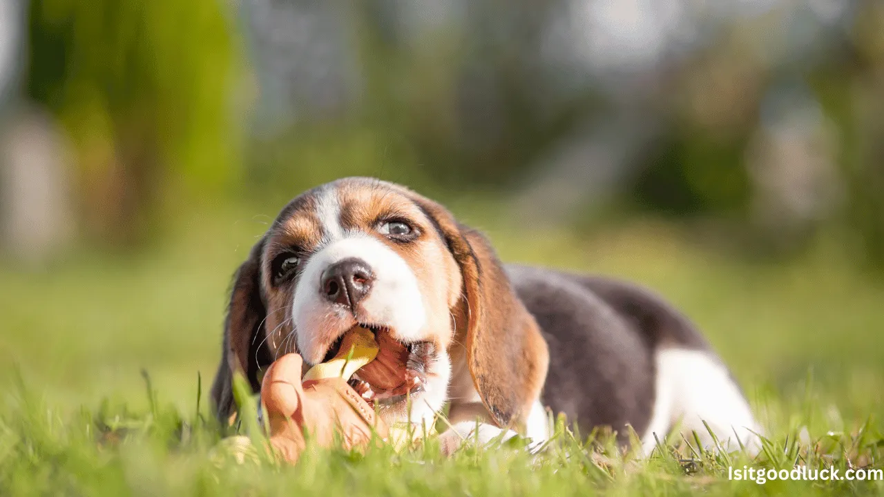 Is It Good Luck to Find a Puppys Baby Teeth