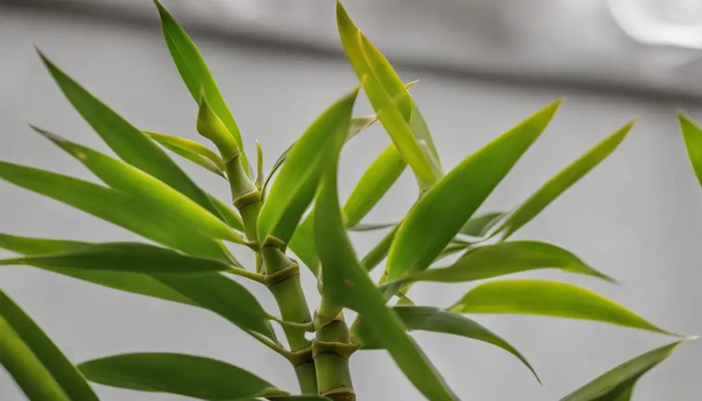 Lucky Bamboo