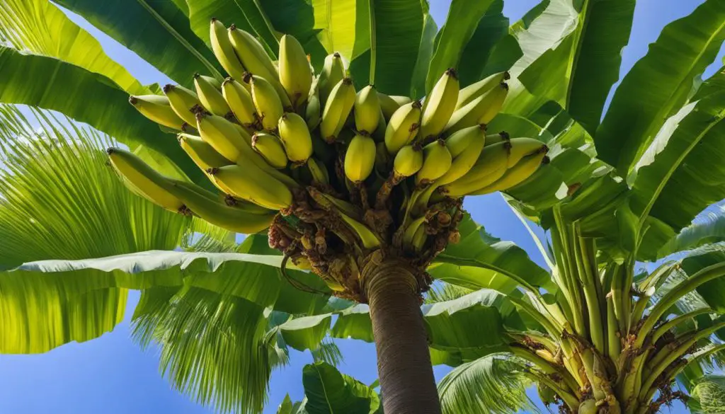 banana plantation