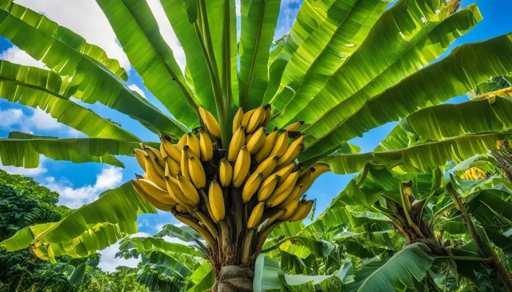 banana tree fruiting significance