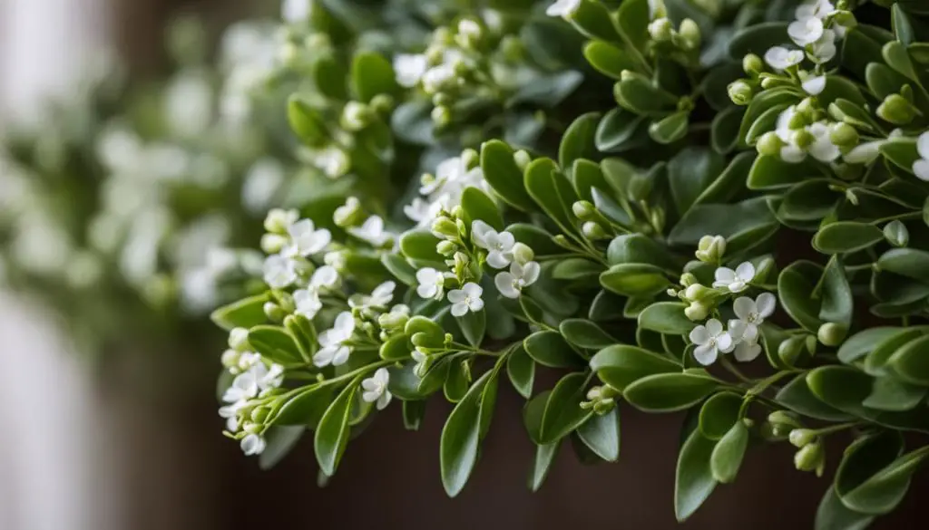 boxwood branches