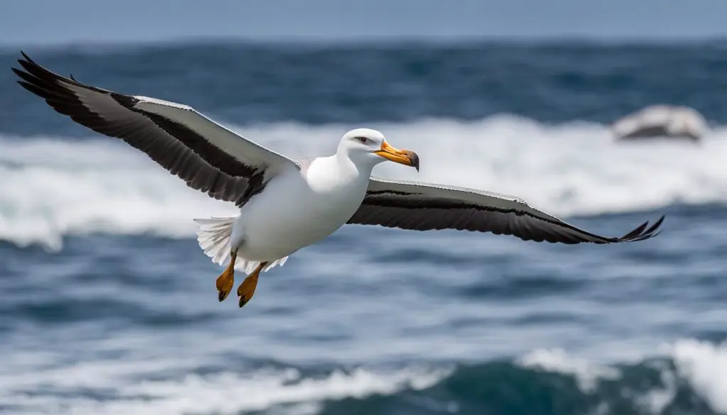 difference between an albatross and a seagull