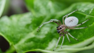 is seeing a white spider good luck