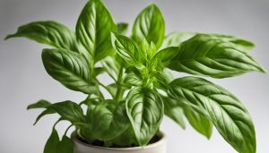 is sweet basil a good luck plant