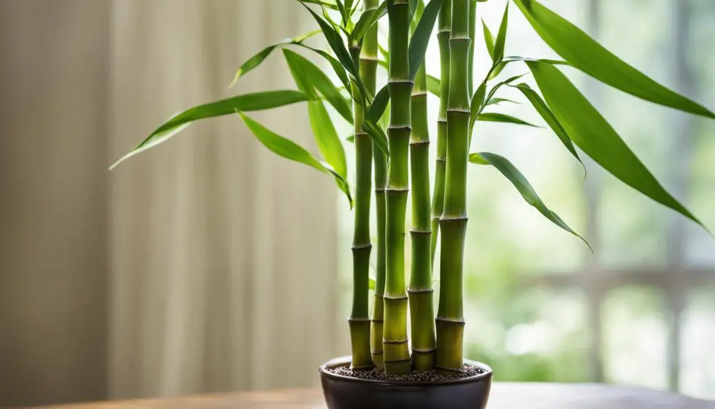 lucky bamboo