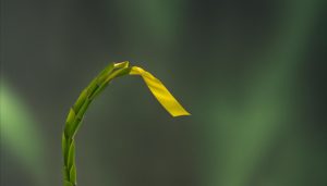what do i do if i have a good luck bamboo that is bad luck
