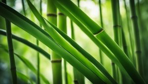 what is a good luck bamboo plant
