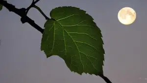 which leaf determines good luck if left out overnight