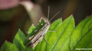 Is It Good Luck to Have a Cricket Sleep Above Your Head at Night