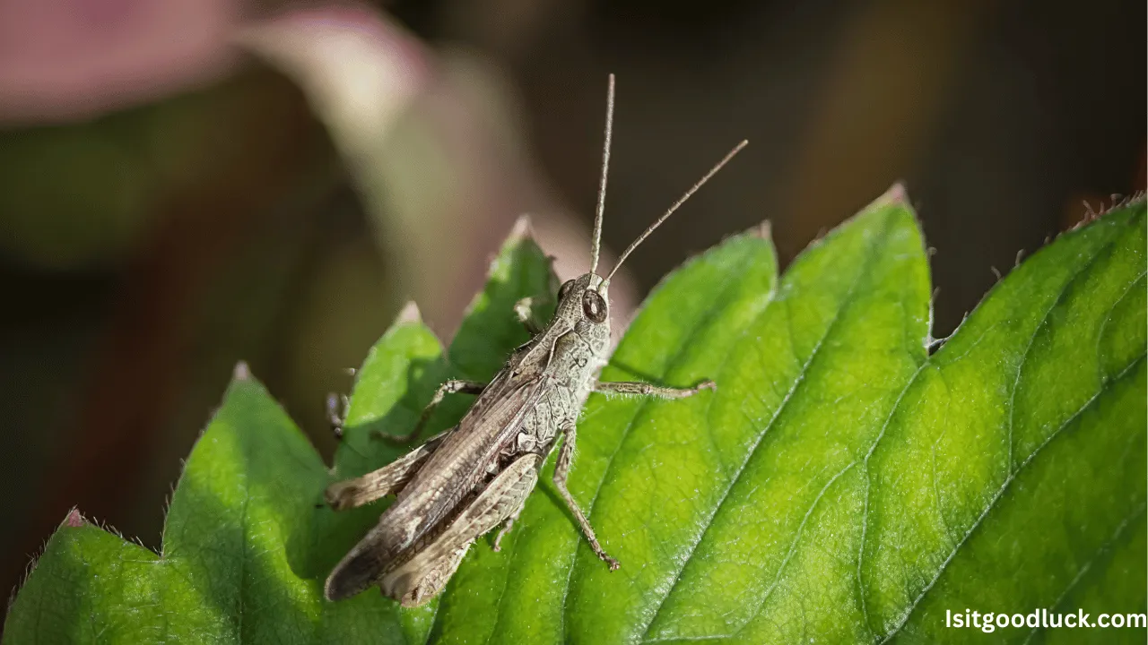 Is It Good Luck to Have a Cricket Sleep Above Your Head at Night