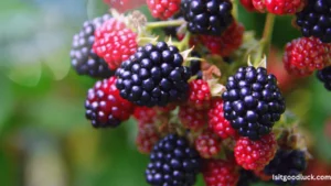 Is a Blackberry Plant Good Luck