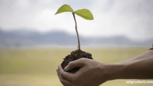 Is it Good Luck to Plant a Tree in a Storm